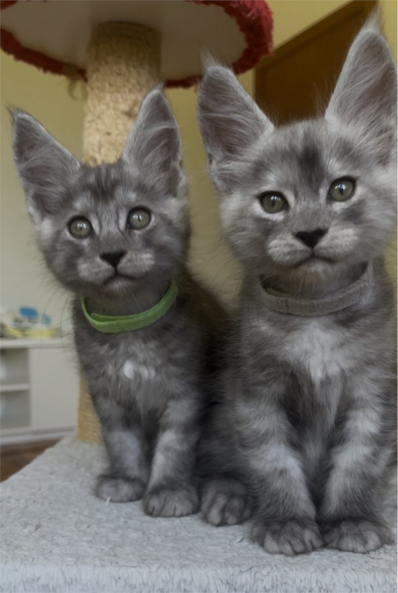 Pale Black Smoke (ns) male Maine Coon graduated kitten