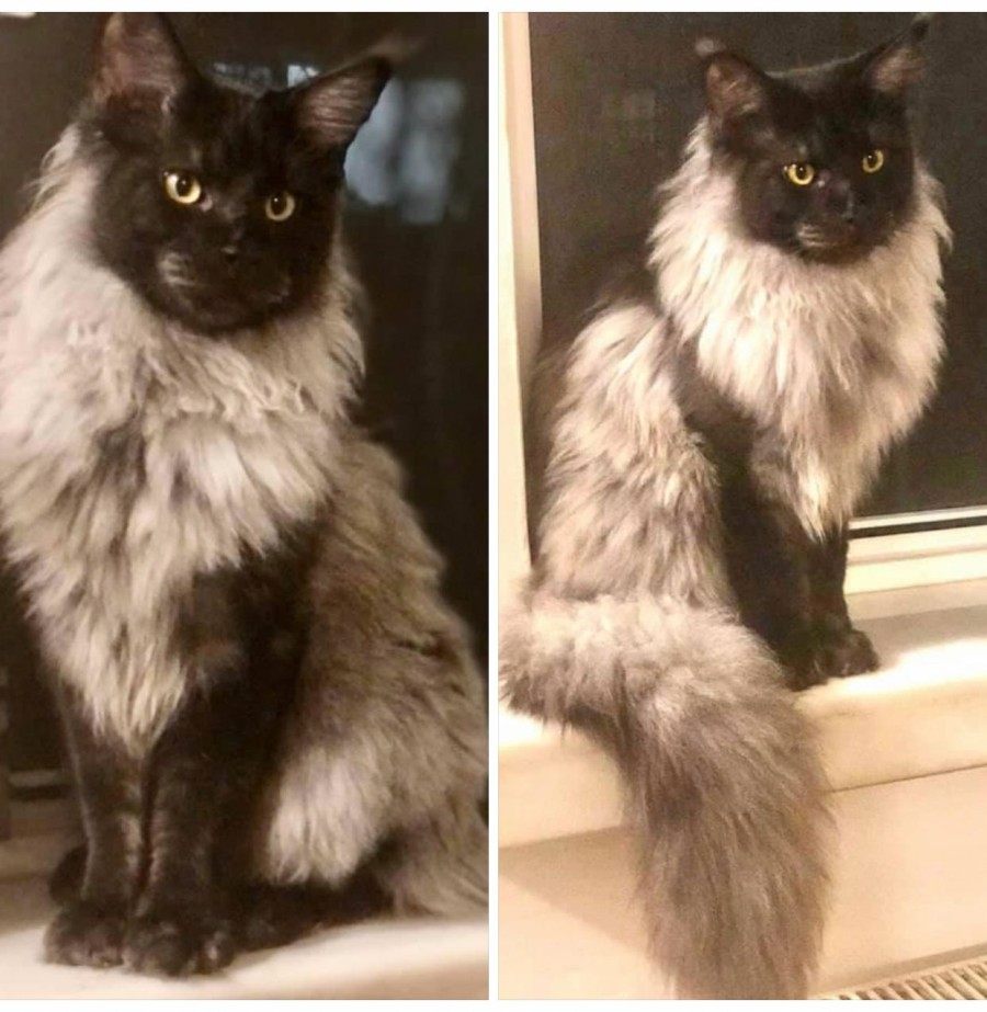 Maine Coon photo gallery