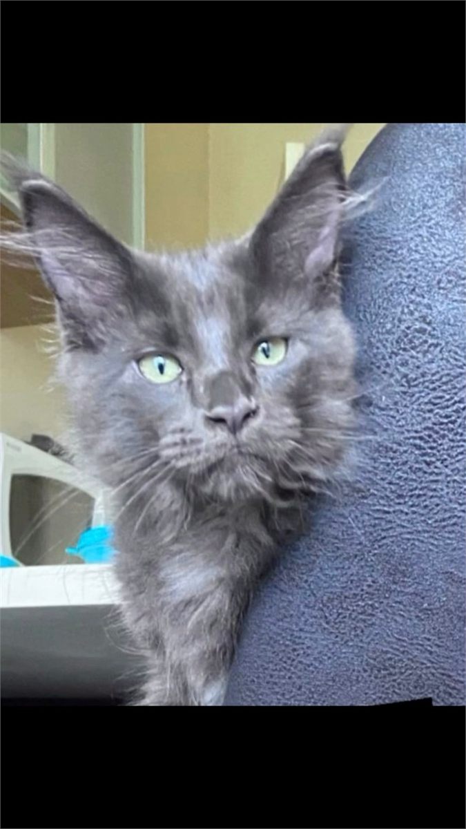 Maine Coon photo gallery