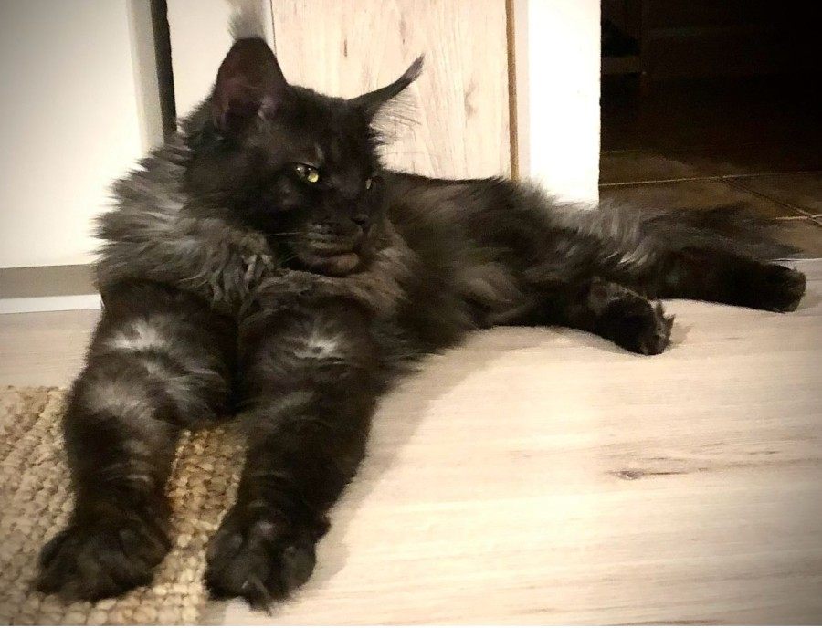 Maine Coon photo gallery
