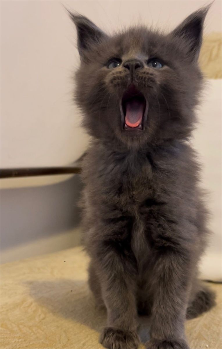 Maine Coon photo gallery