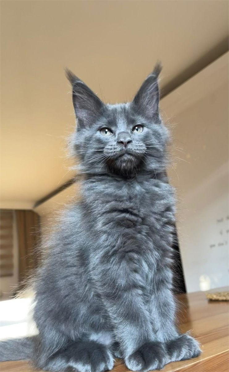 Maine Coon photo gallery