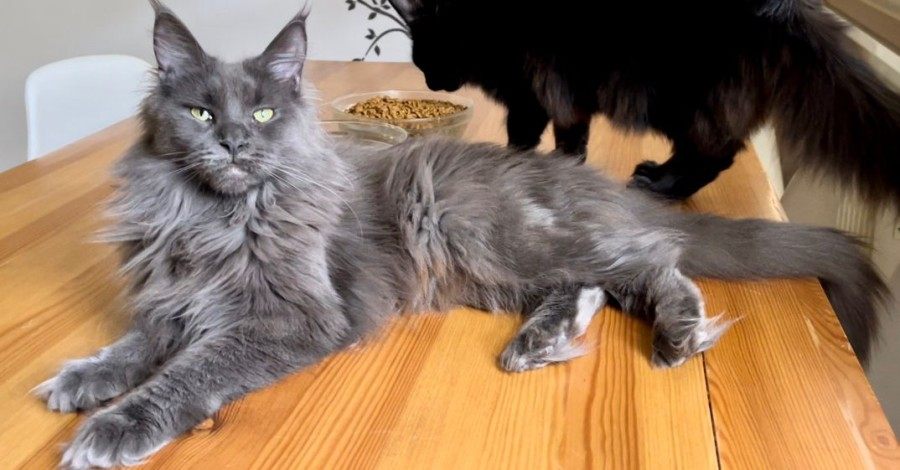 Maine Coon photo gallery