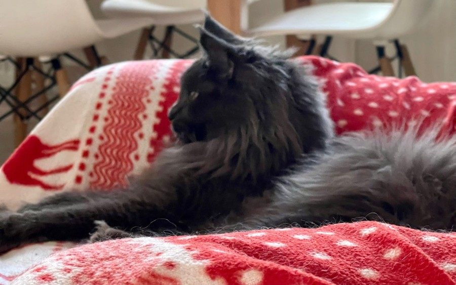 Maine Coon photo gallery