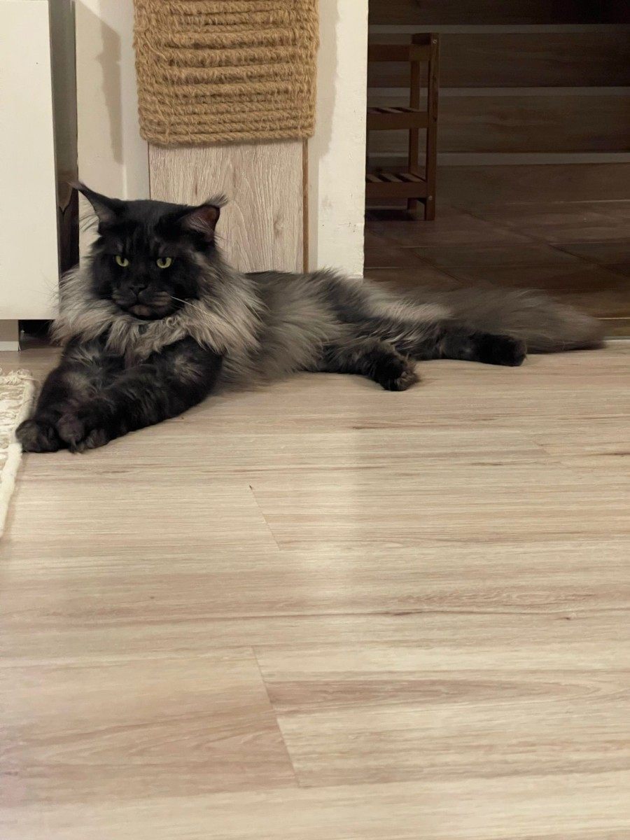 Maine Coon photo gallery
