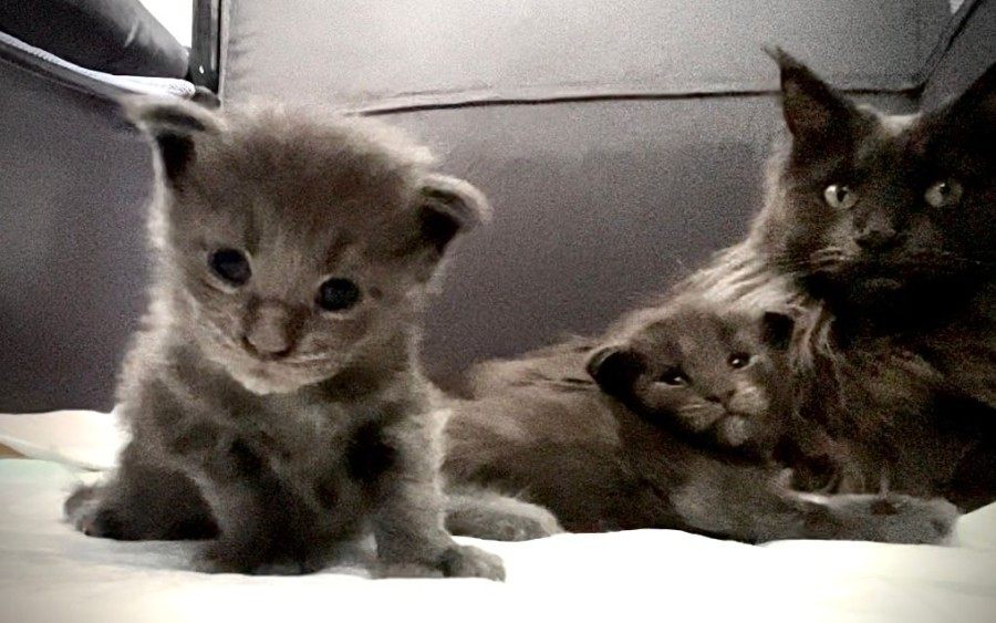 Maine Coon photo gallery