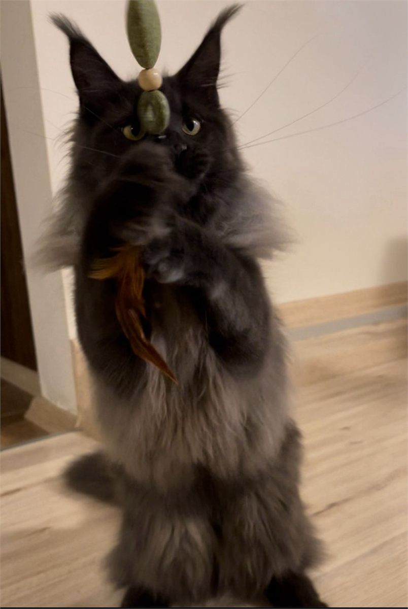 Maine Coon photo gallery