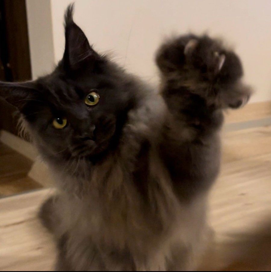 Maine Coon photo gallery