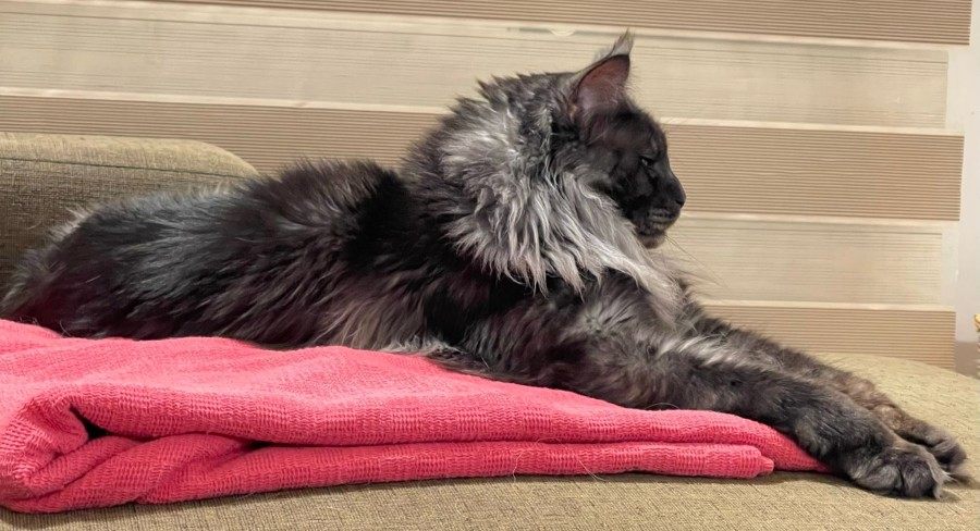Maine Coon photo gallery