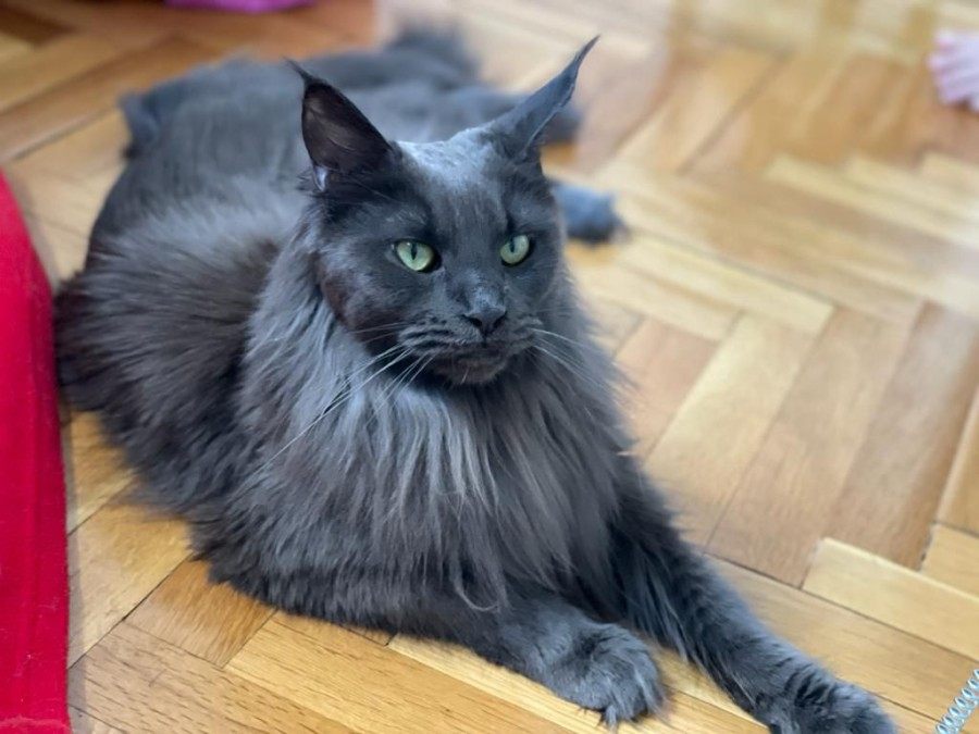 Maine Coon photo gallery