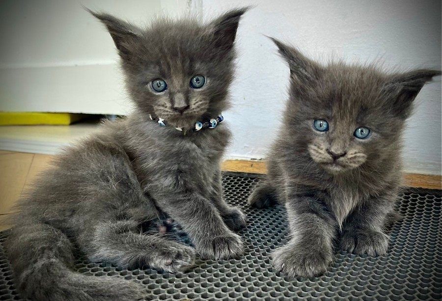 Maine Coon photo gallery