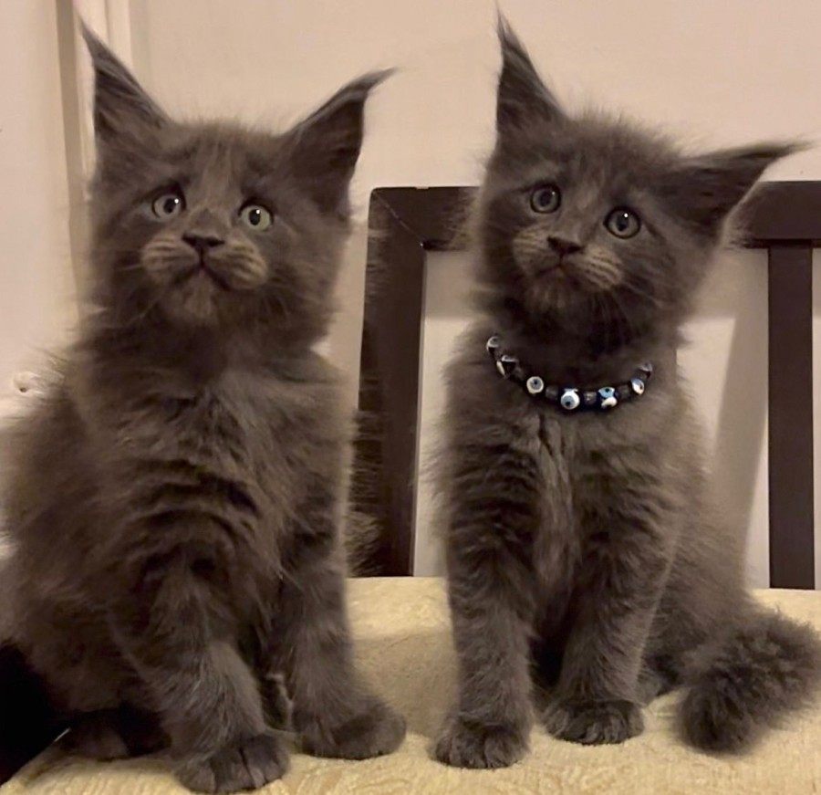 Maine Coon photo gallery