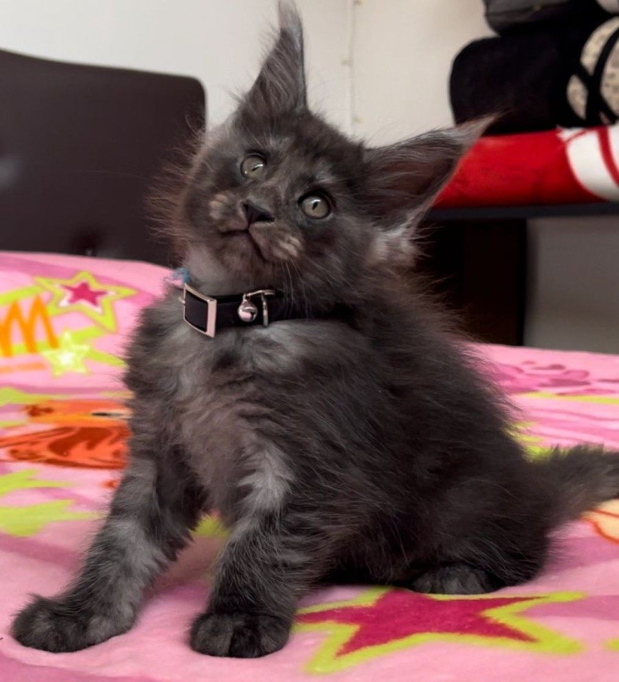 Maine Coon photo gallery