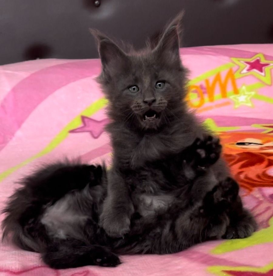 Maine Coon photo gallery