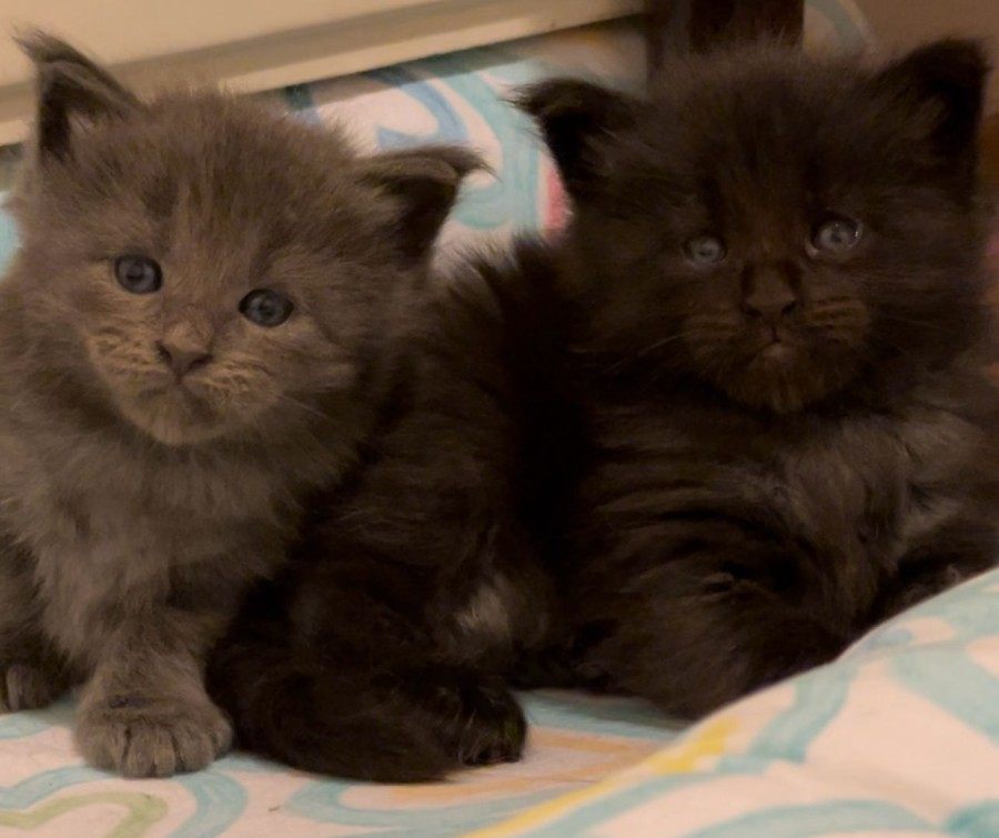 Maine Coon photo gallery