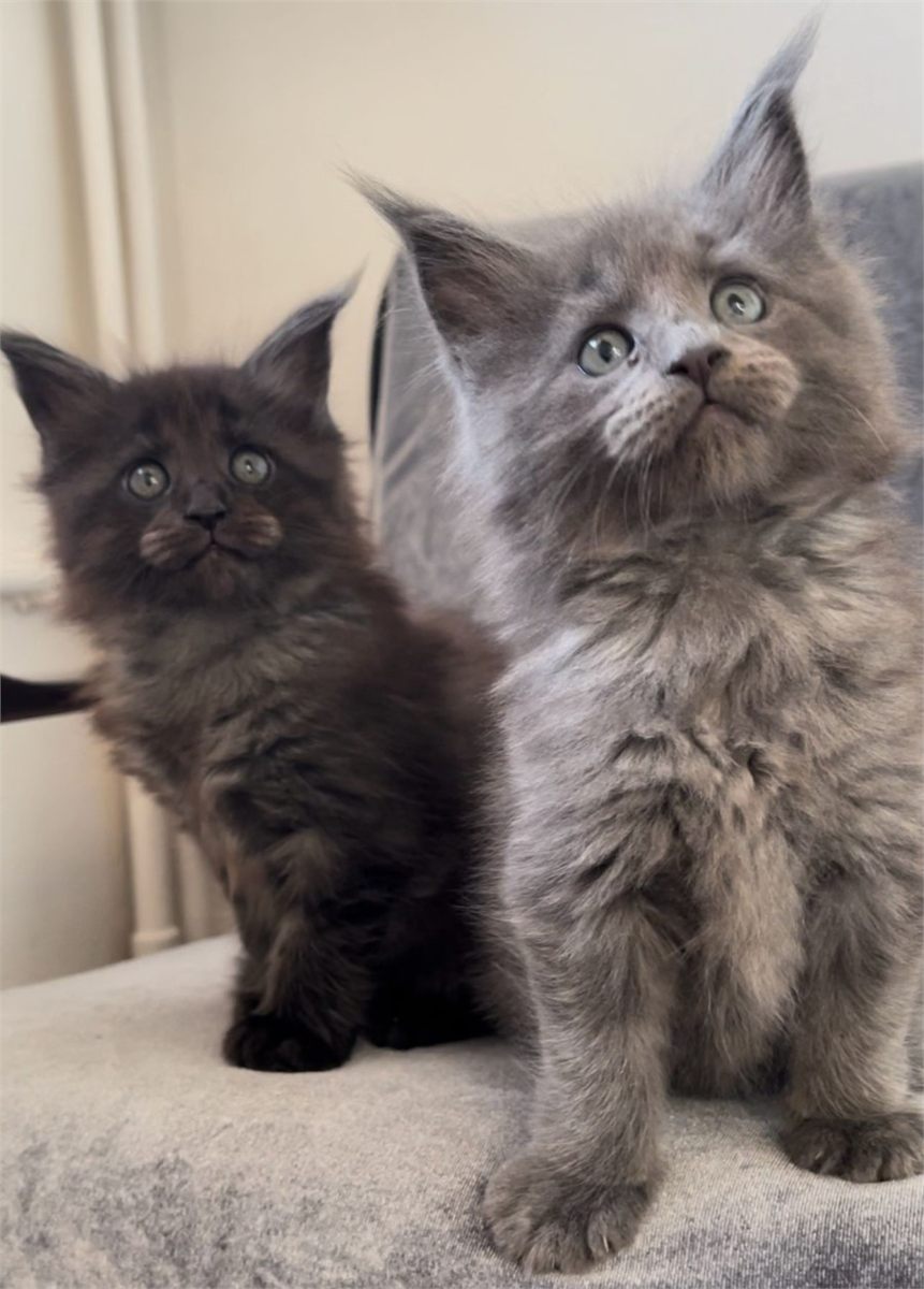 Maine Coon photo gallery