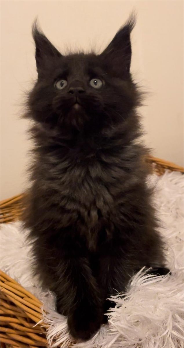 Maine Coon photo gallery