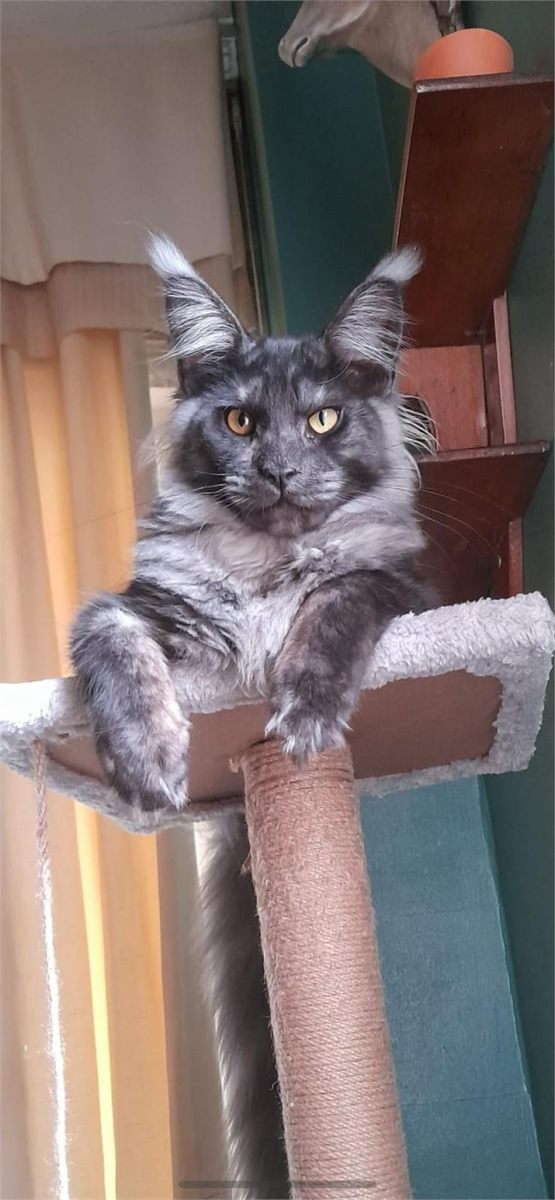 Maine Coon photo gallery