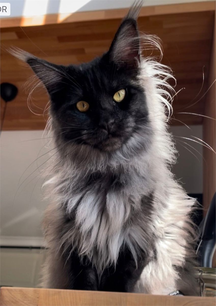 Maine Coon photo gallery