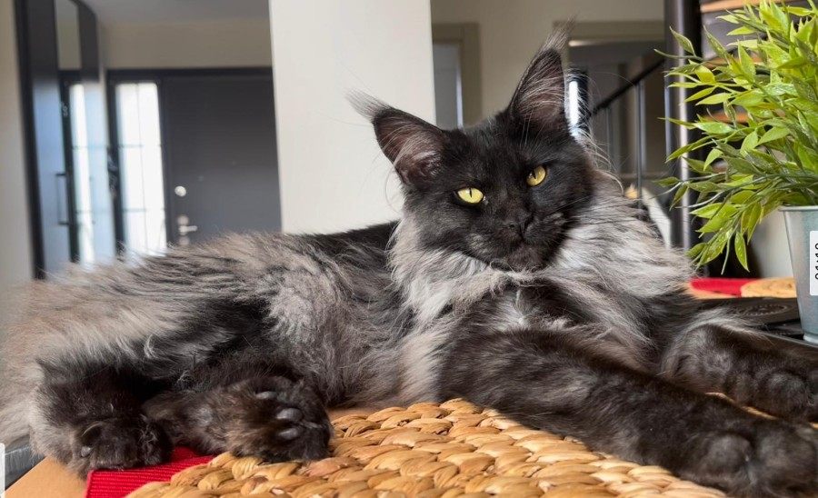 Maine Coon photo gallery