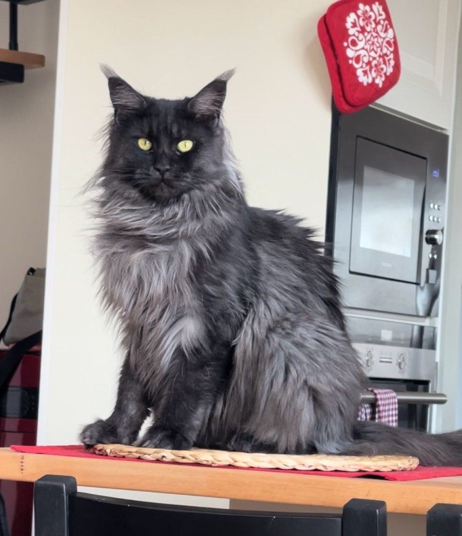 Maine Coon photo gallery