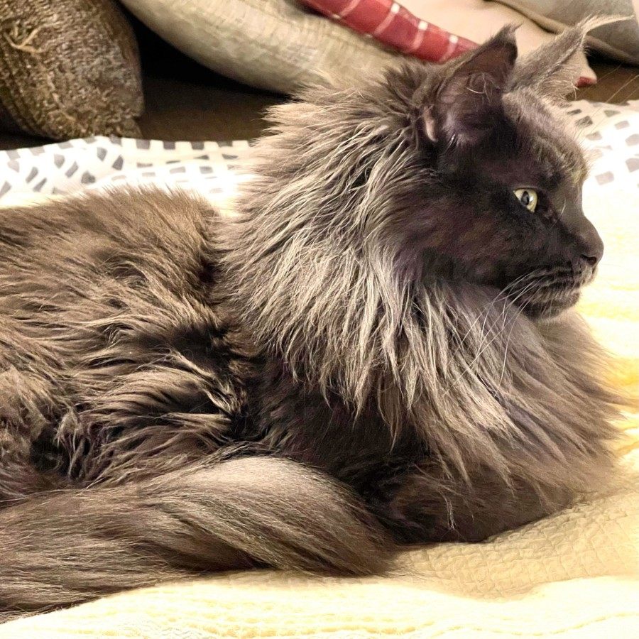 Maine Coon photo gallery