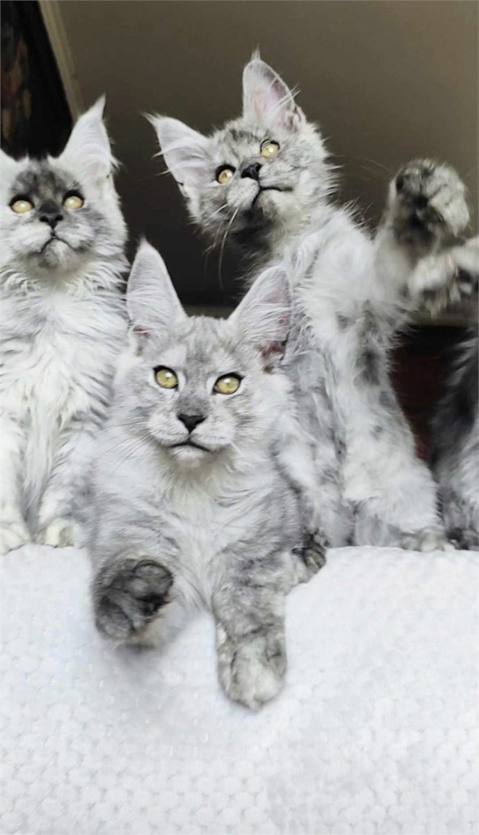 Maine Coon photo gallery