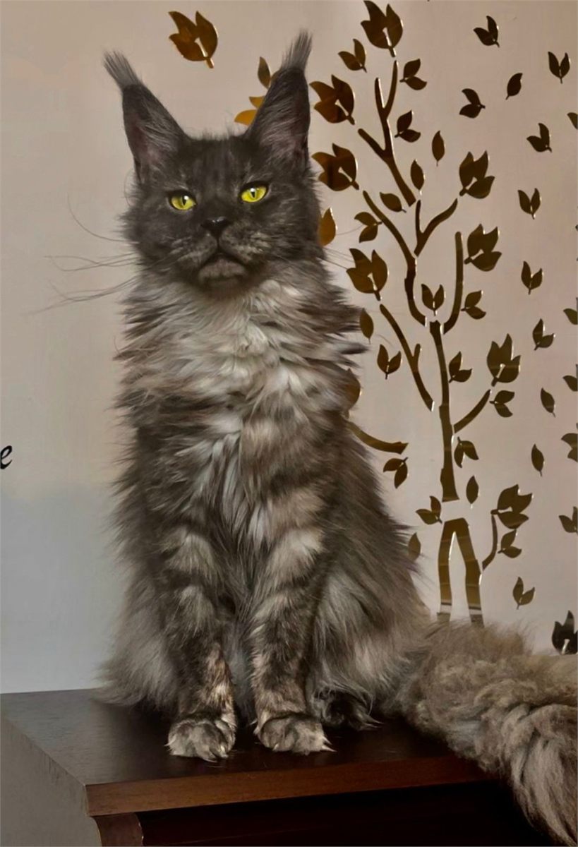 Maine Coon photo gallery