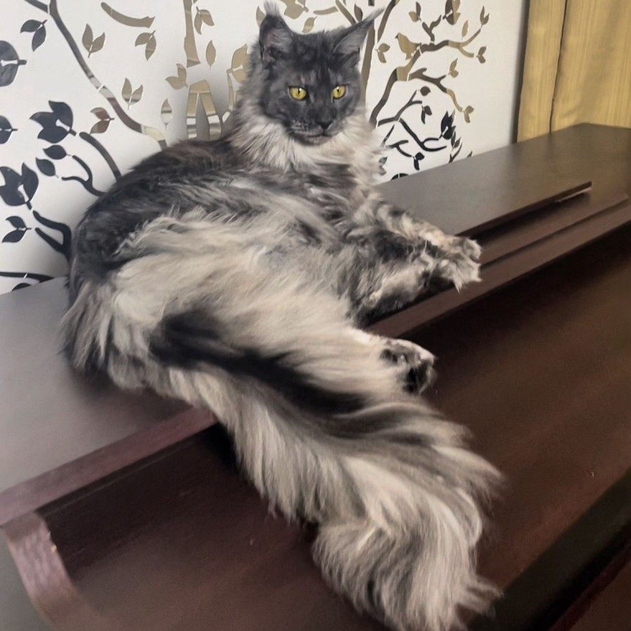 Maine Coon photo gallery