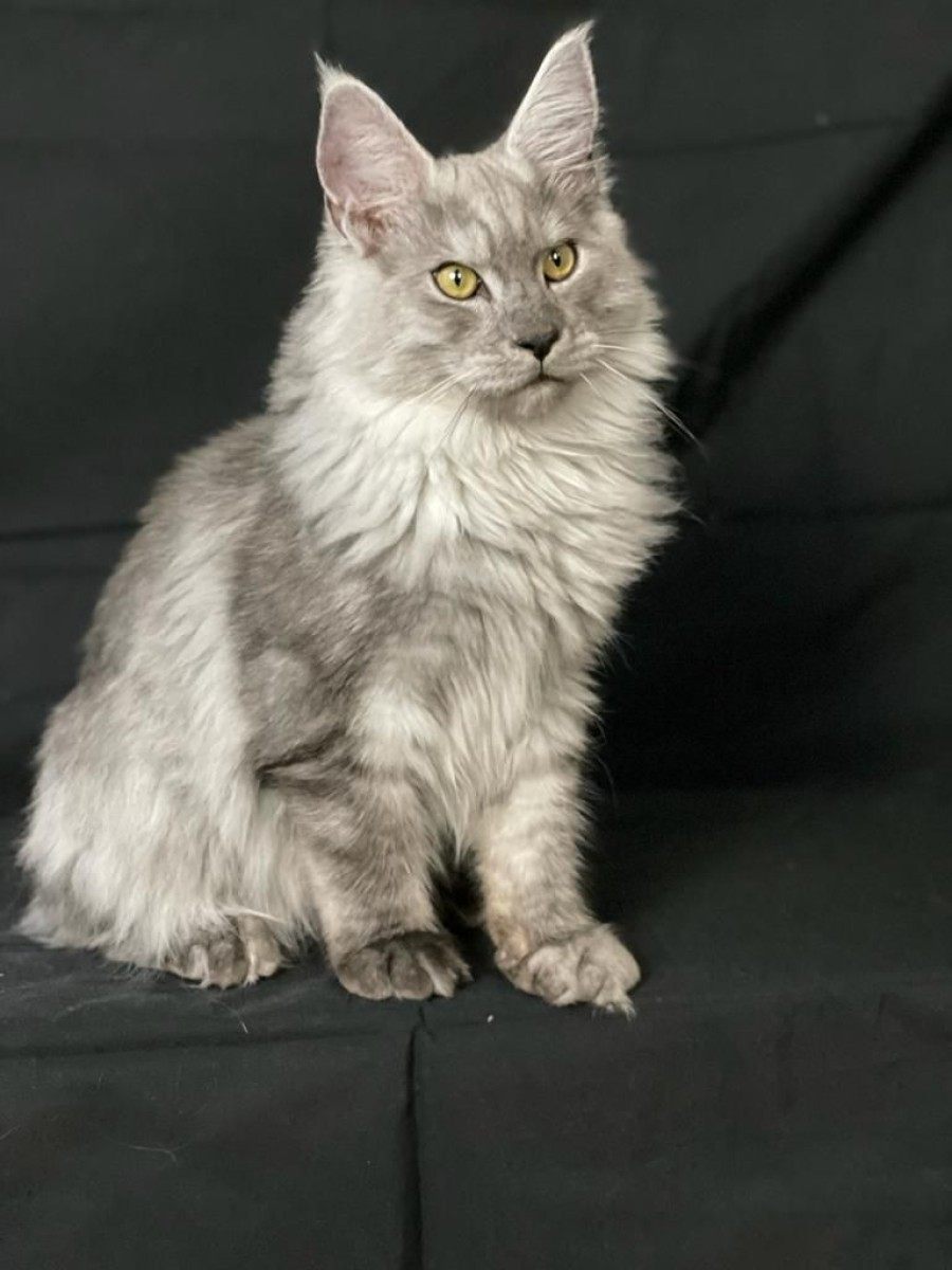 Maine Coon photo gallery