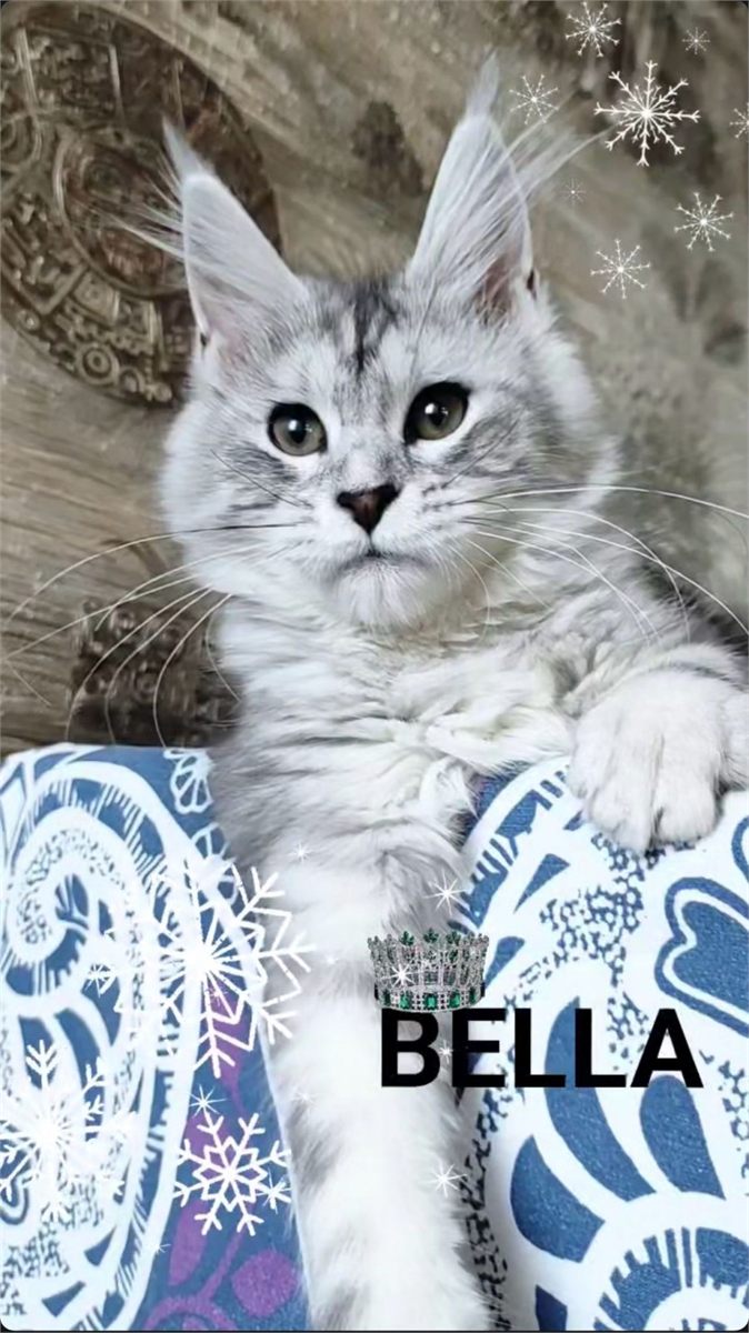 Maine Coon photo gallery