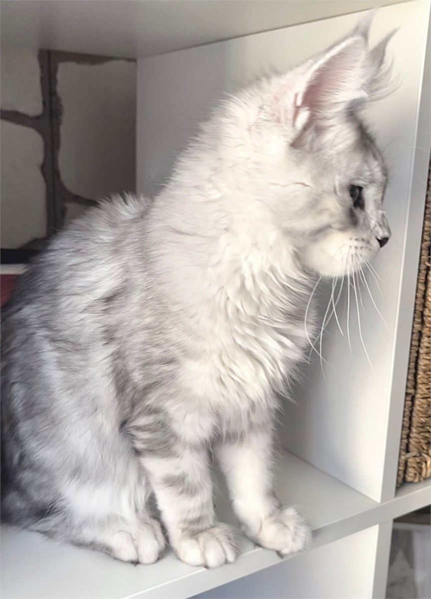 Maine Coon photo gallery