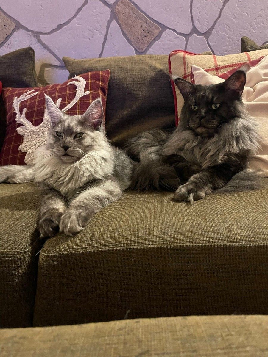 Maine Coon photo gallery