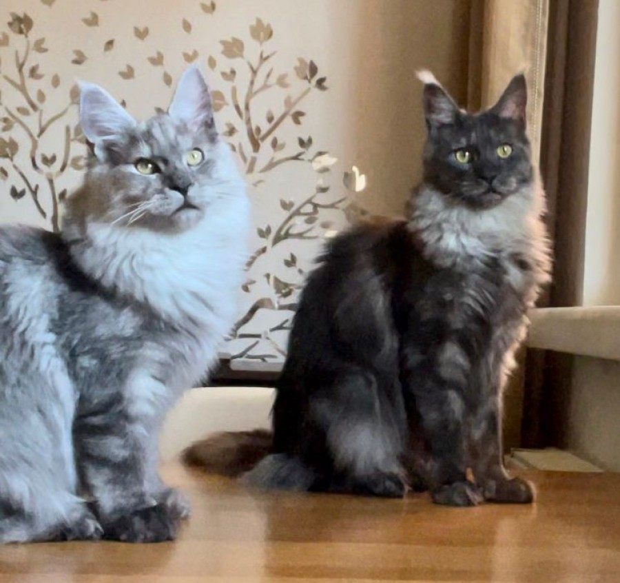 Professional Tips for New Maine Coon Breeders