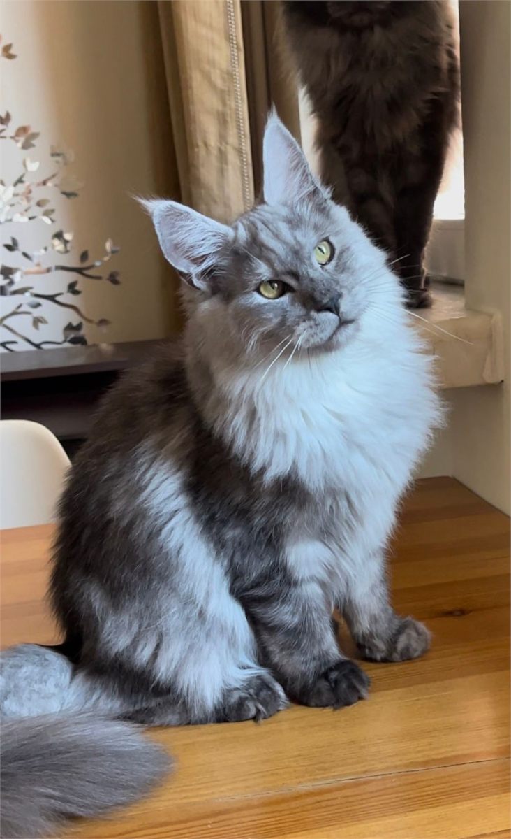 How to Socialize a Maine Coon Kitten? Safe and Balanced Development Guide