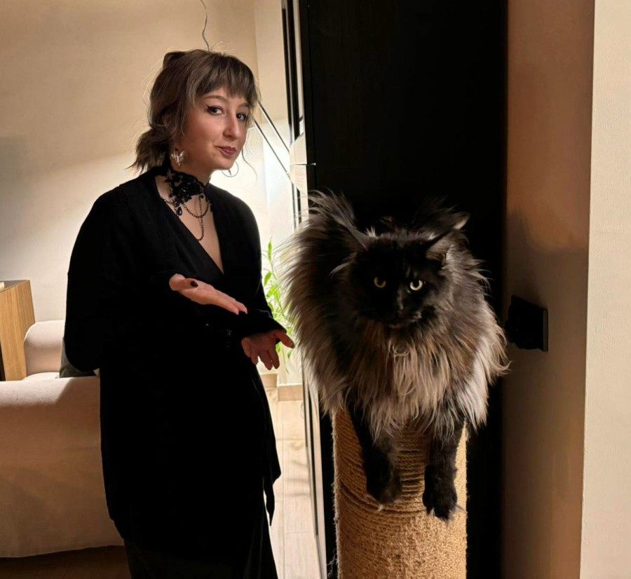 How to Recognize a Purebred Maine Coon?