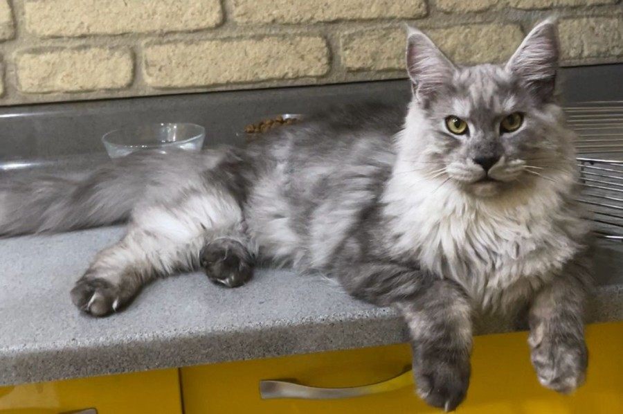 Maine Coon photo gallery