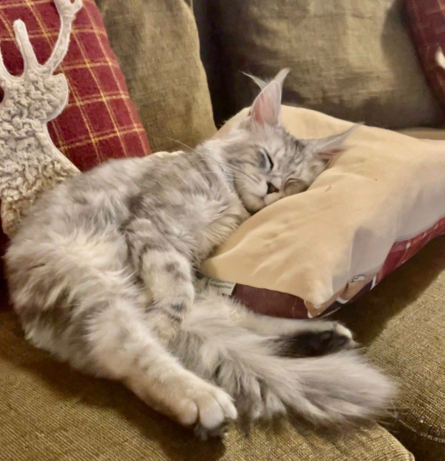 Maine Coon photo gallery