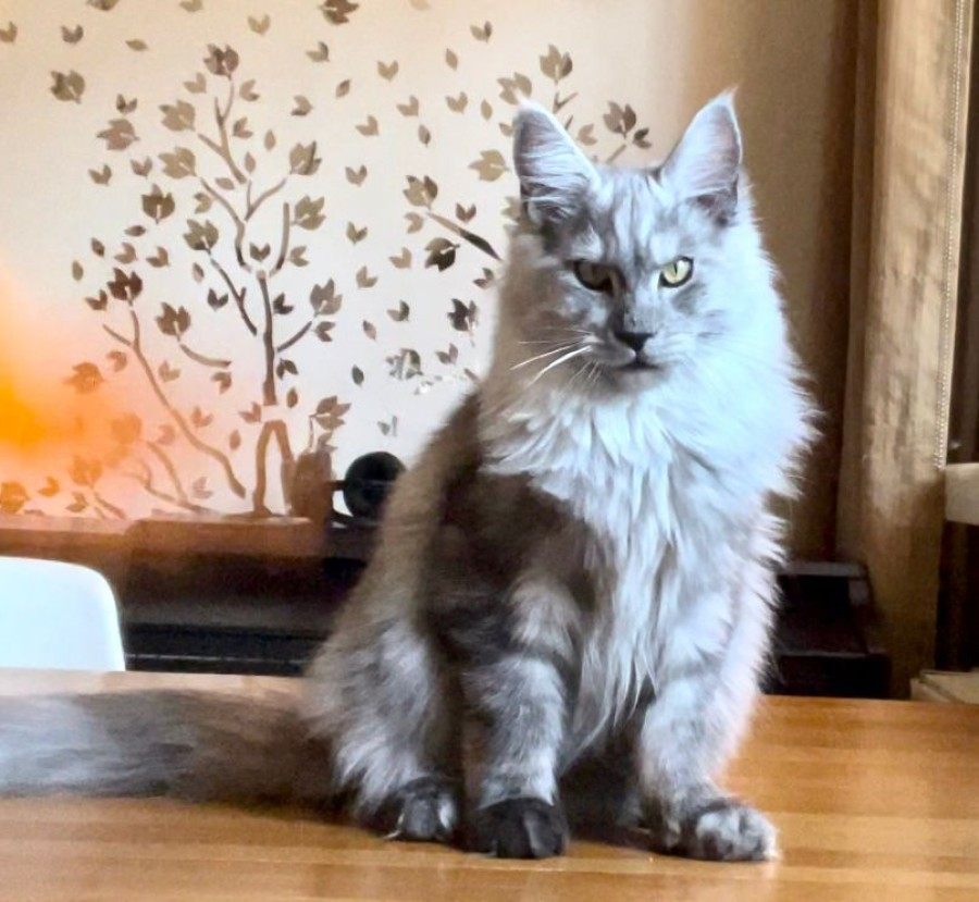 Maine Coon Kittenhood: Development Process and Weight Tracking Table