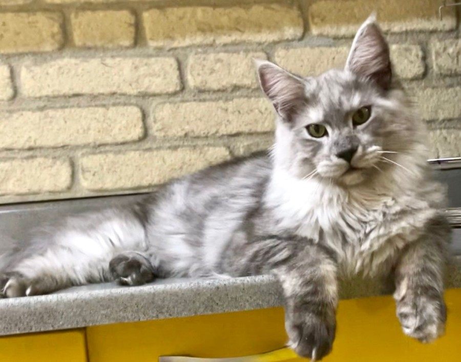 The First Week After a Maine Coon Kitten Comes Home: Adaptation and Trust Guide