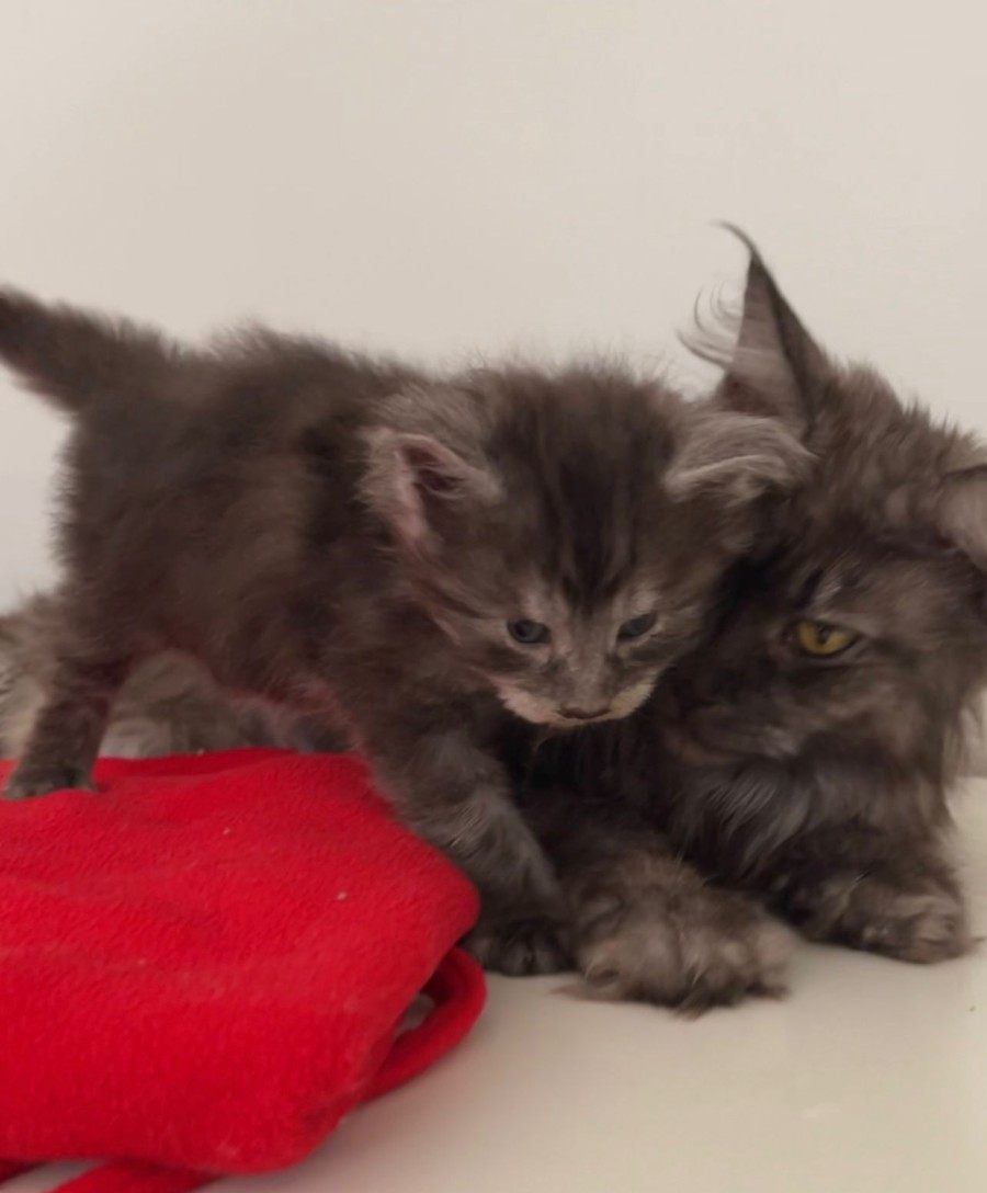 Maine Coon photo gallery