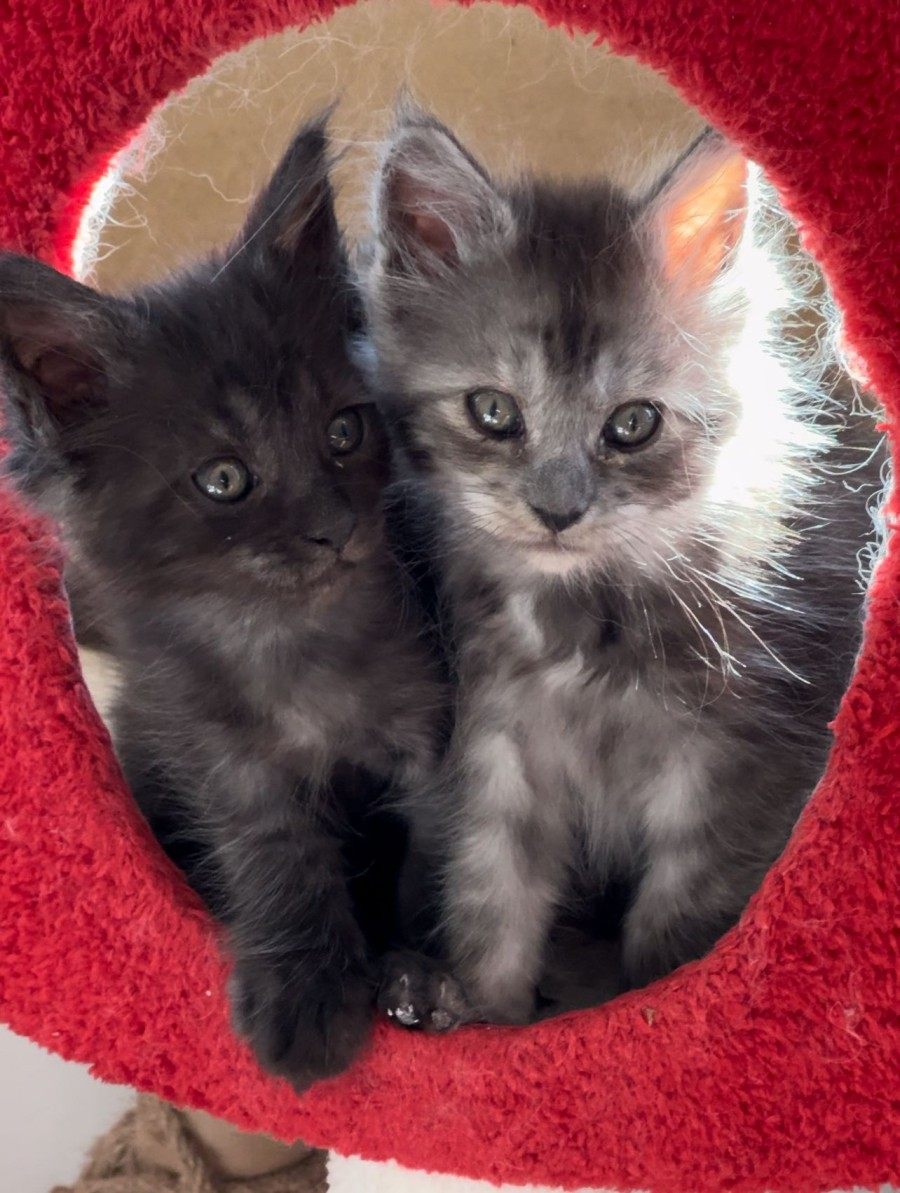 Maine Coon photo gallery