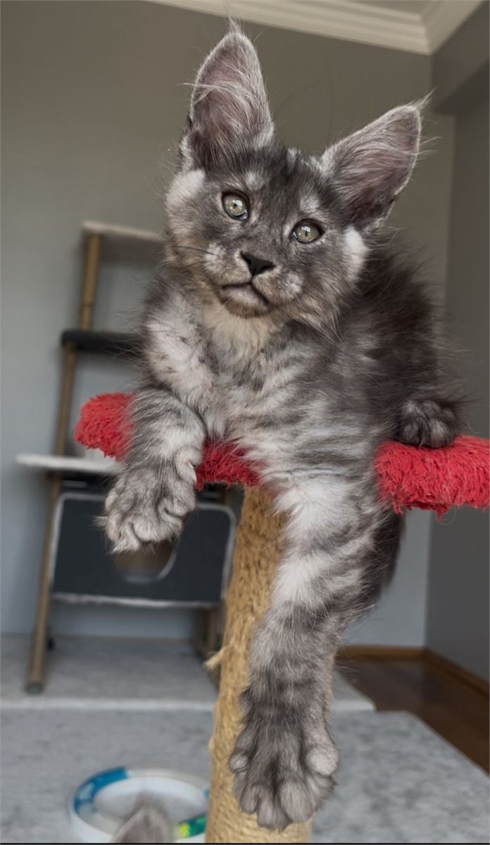 Maine Coon photo gallery