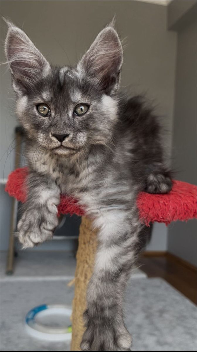 Maine Coon photo gallery