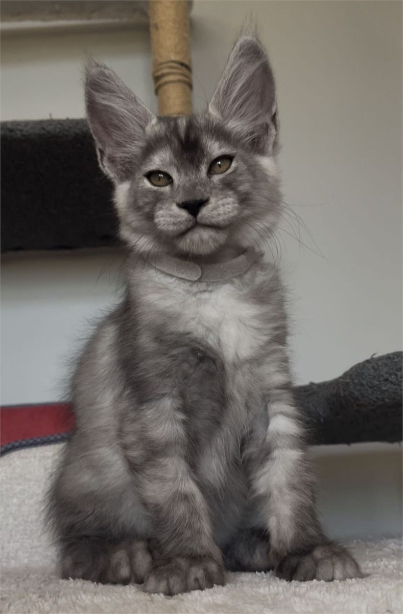 Maine Coon photo gallery