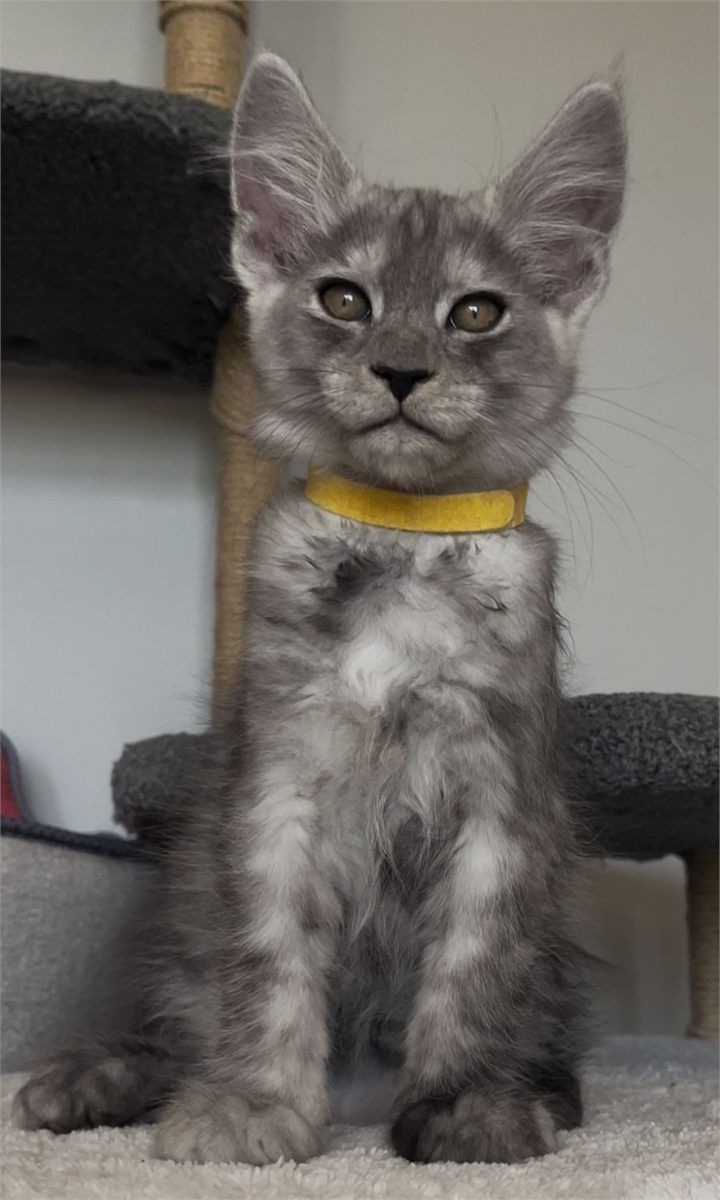 Maine Coon photo gallery