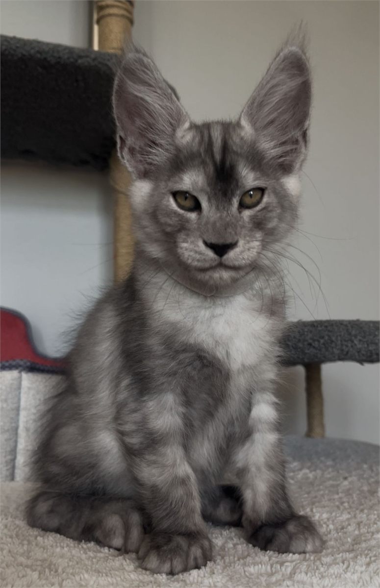 Maine Coon photo gallery