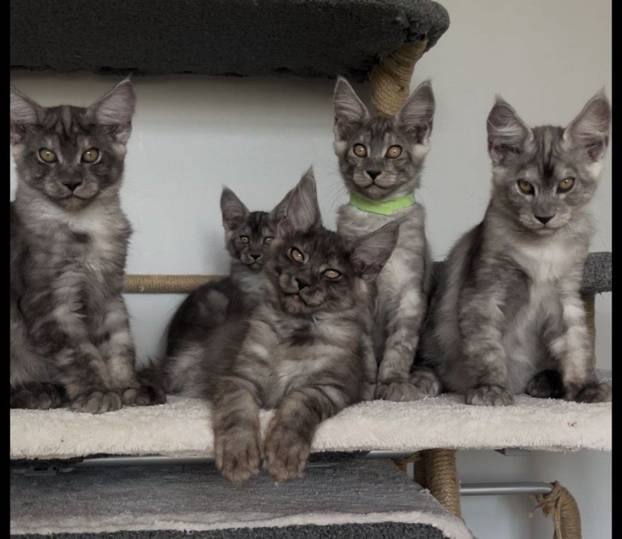 Maine Coon photo gallery