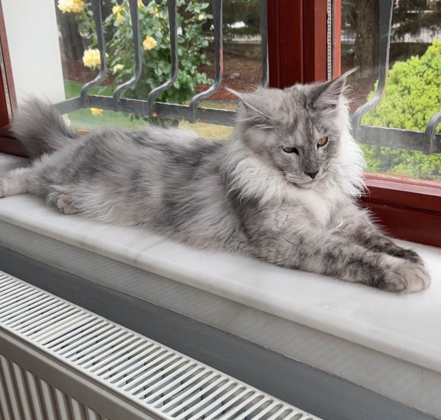 Maine Coon photo gallery