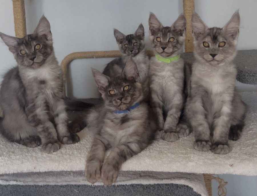 Maine Coon photo gallery